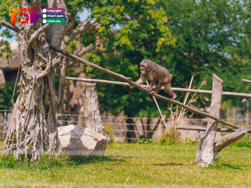 chiem-nguong-vuon-thu-du-dao-doc-nhat-vo-nhi-tren-song-river-safari-quangnamtoplist