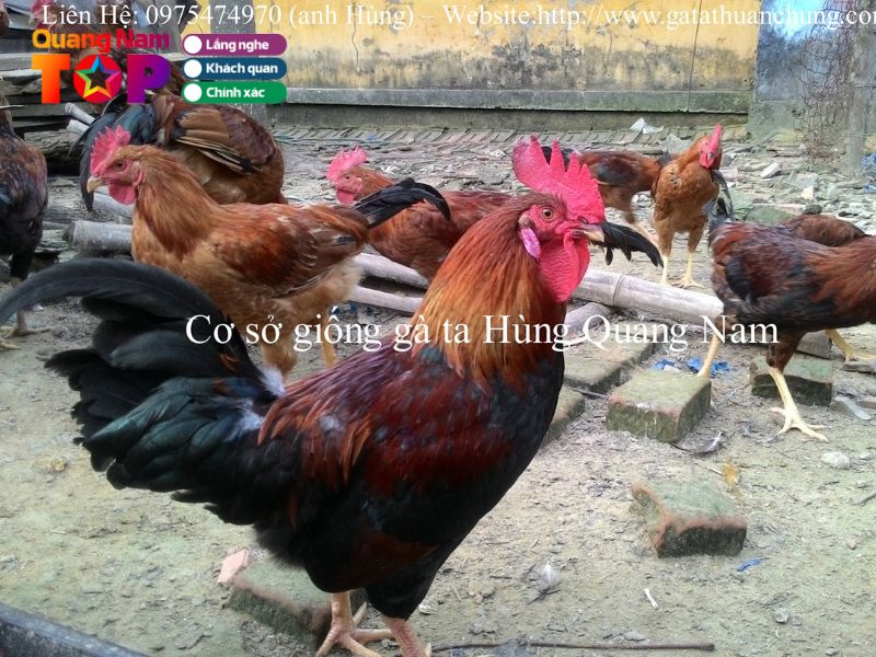 Ga-ta-hung-quangnamtoplist