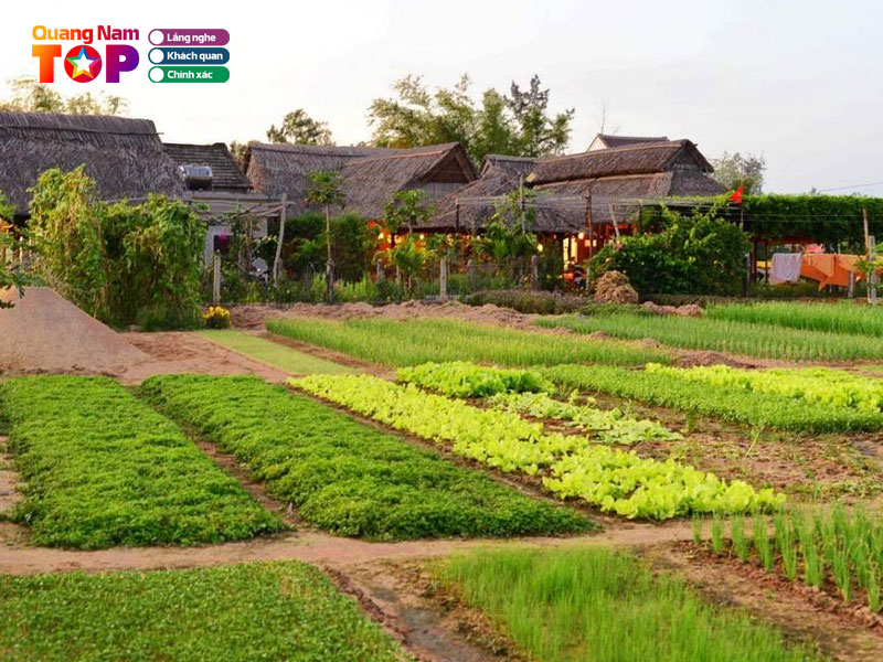 Chiem-nguong-nhung-canh-dong-rau-xanh-muot-quangnamtoplist