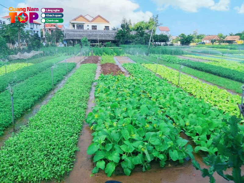 Gia-ve-vao-tham-quan-quangnamtoplist