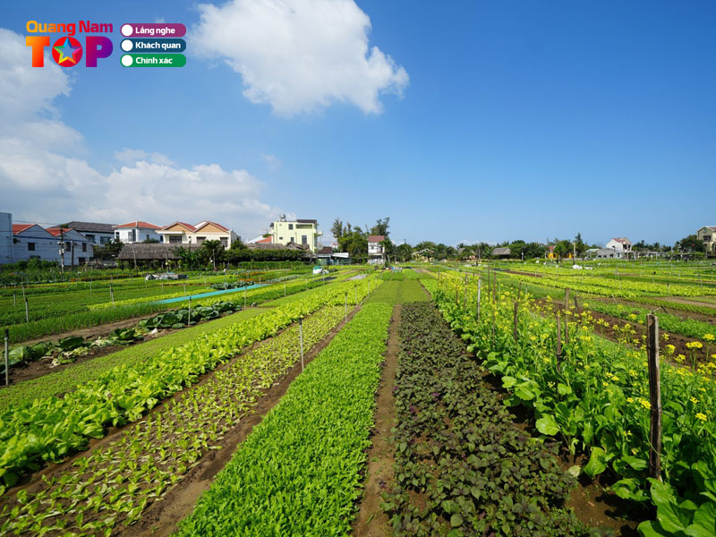 Lang-rau-tra-que-o-dau-quangnamtoplist