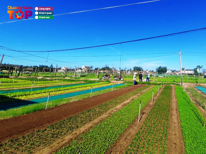 Thoi-diem-ly-tuong-de-den-tham-lang-rau-quangnamtoplist