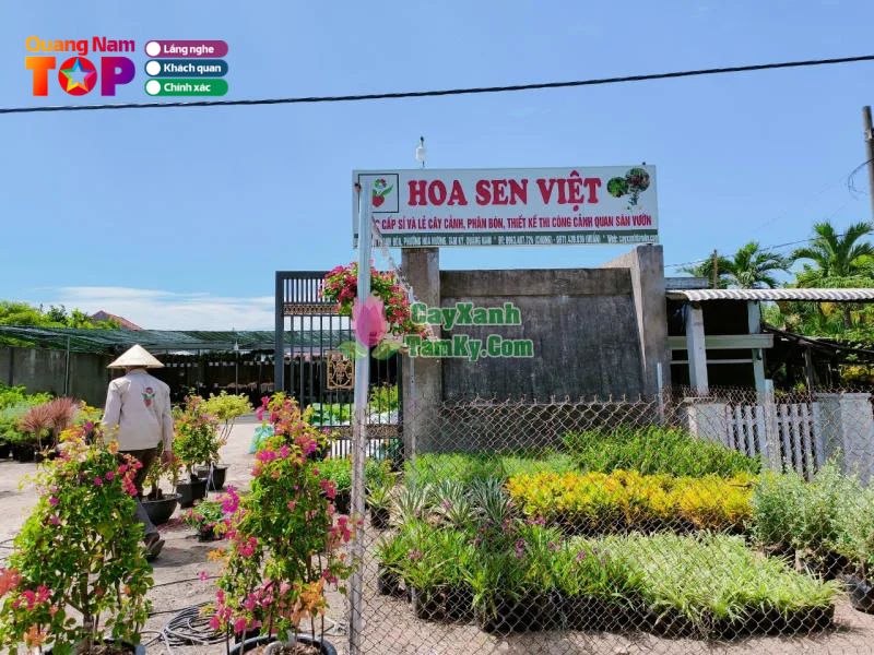 Hoa-sen-viet-quangnamtoplist