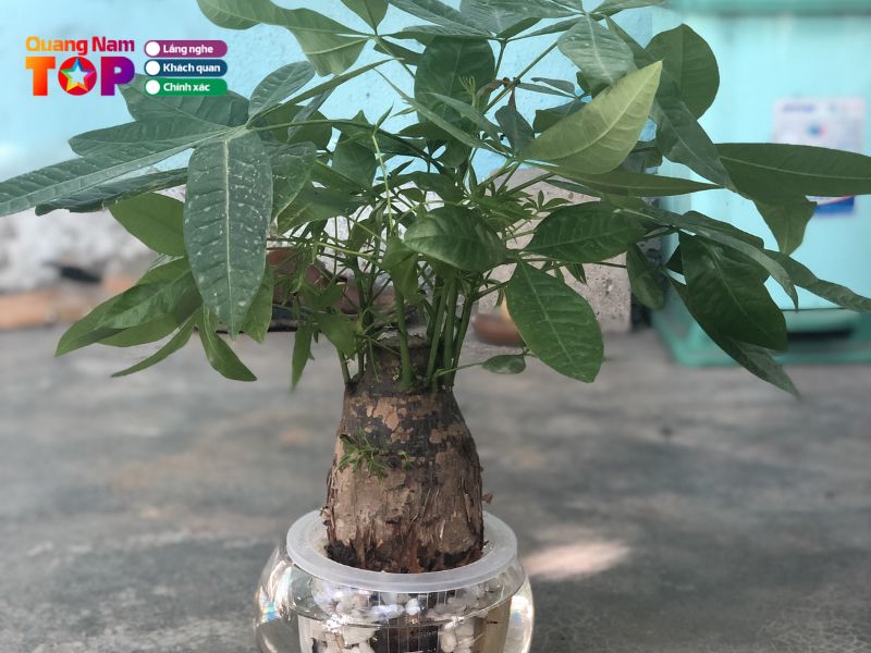 Nang-garden-quangnamtoplist