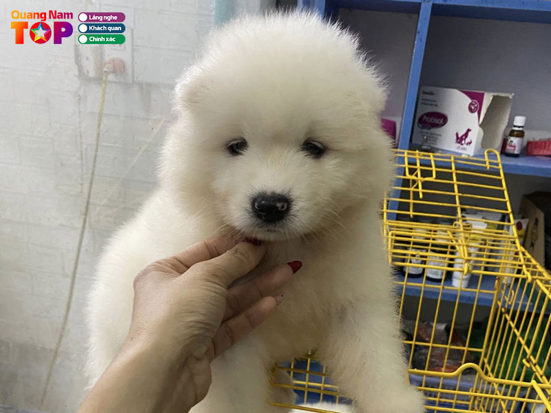 Ht-pet-shop-quangnamtoplist