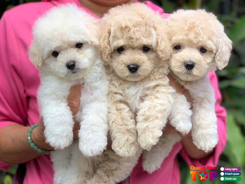 Nhi-pet-shop-quangnamtoplist