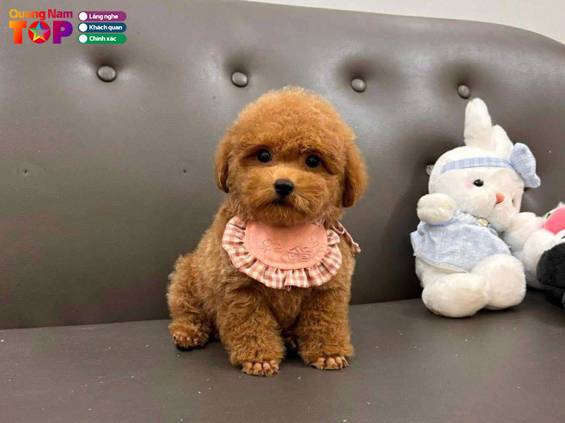 Pet-shop-dang-quan-quangnamtoplist