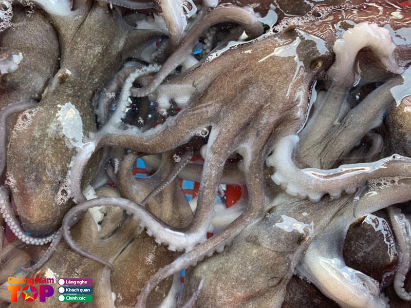 Hai-san-tuoi-song-vua-bien-quangnamtoplist