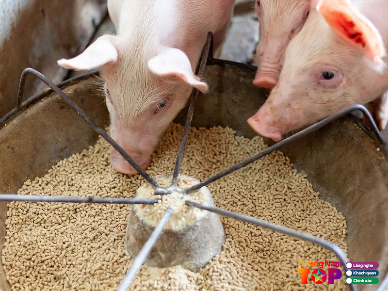 Phan-phoi-thuc-an-chan-nuoi-minh-thanh-quangnamtoplist