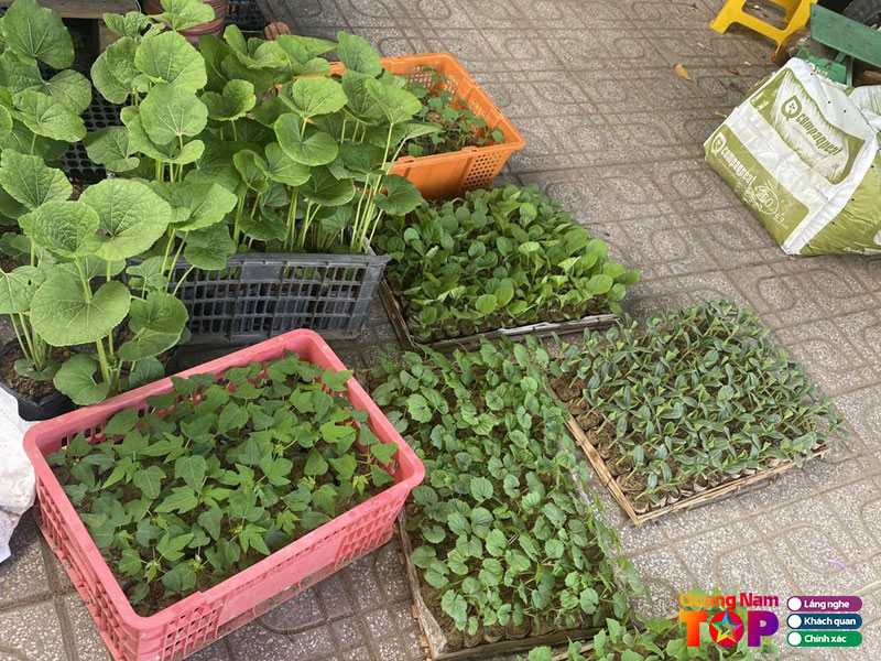 Phuc-garden-quangnamtoplist