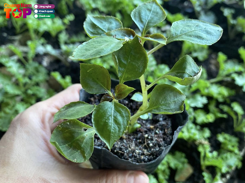 Seeds-store-quangnamtoplist