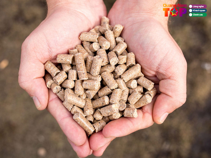 Thuc-an-chan-nuoi-tan-huong-quangnamtoplist