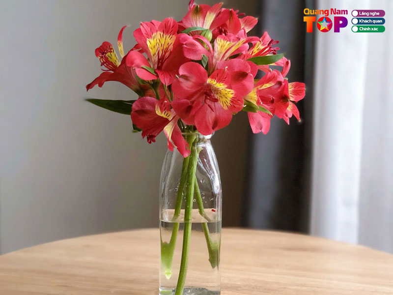 Momo-4-quangnamtoplist