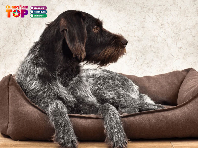 Ht-pet-shop-1-quangnamtoplist
