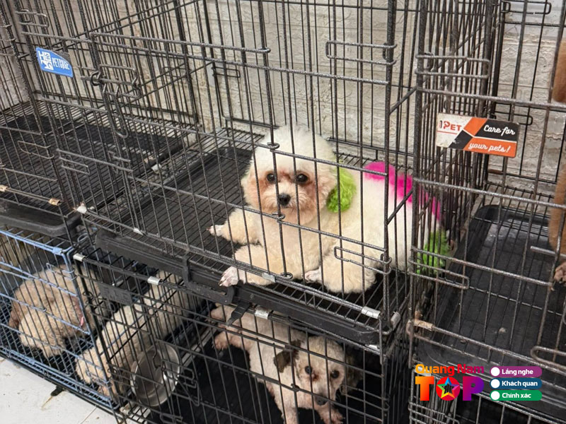 Ht-pet-shop-quangnamtoplist