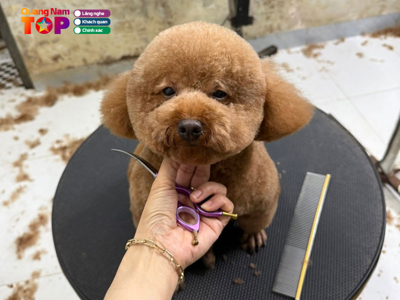 Ht-pet-shop-quangnamtoplist