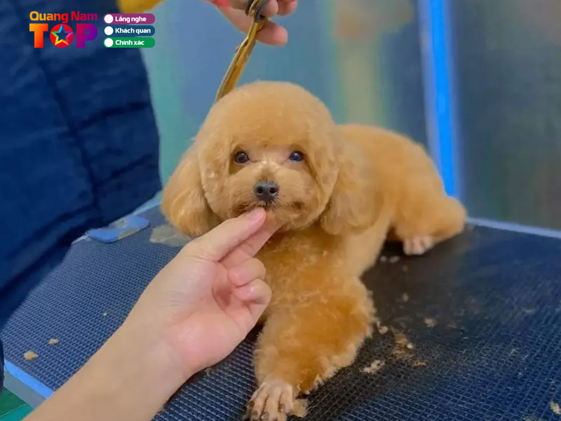Sam-pet-spa-quangnamtoplist