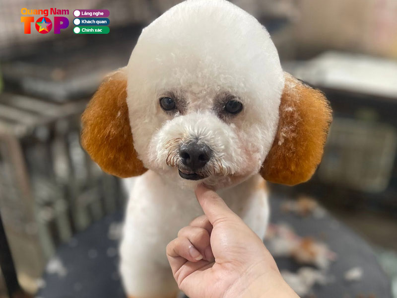 Vui-pet-shop-quangnamtoplist